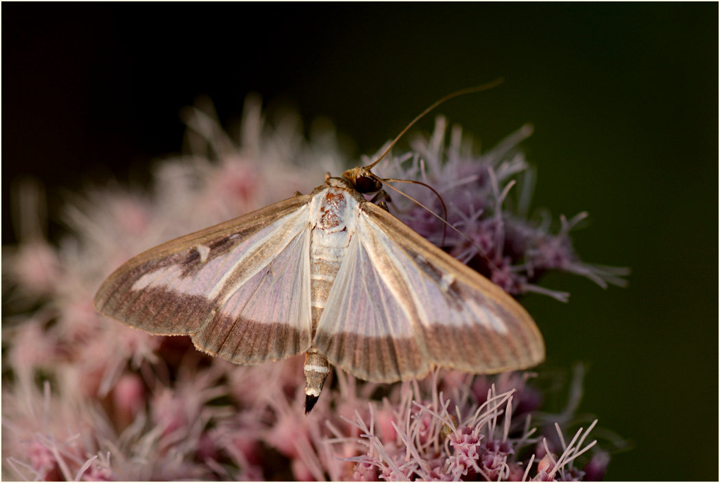 Schmetterling, Buchsbaumzünsler