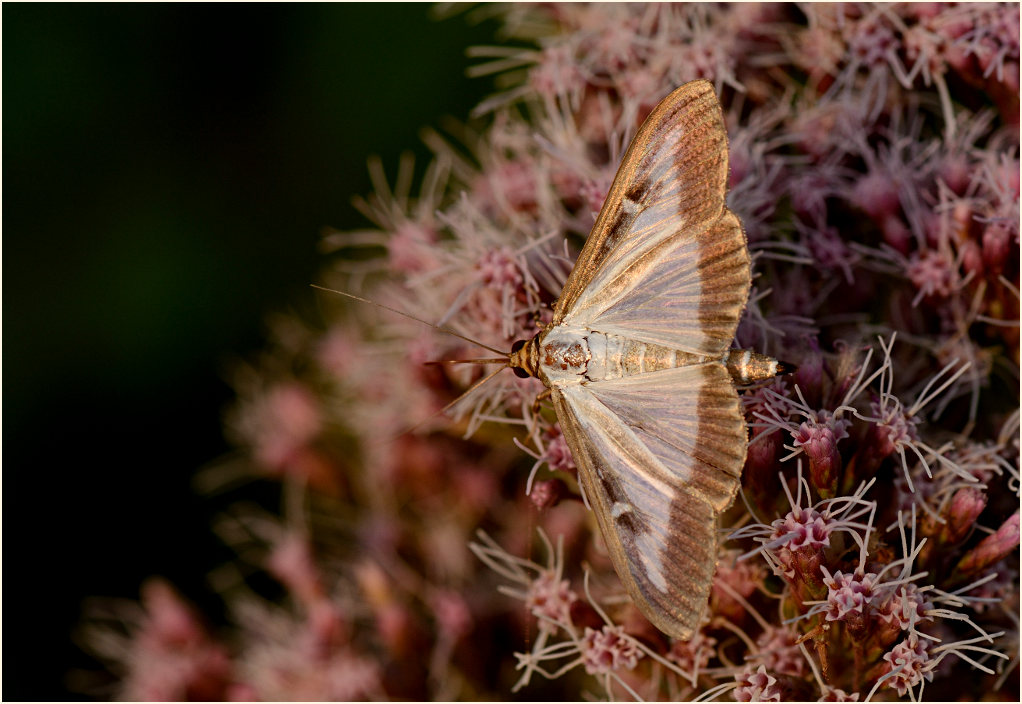 Schmetterling, Buchsbaumzünsler