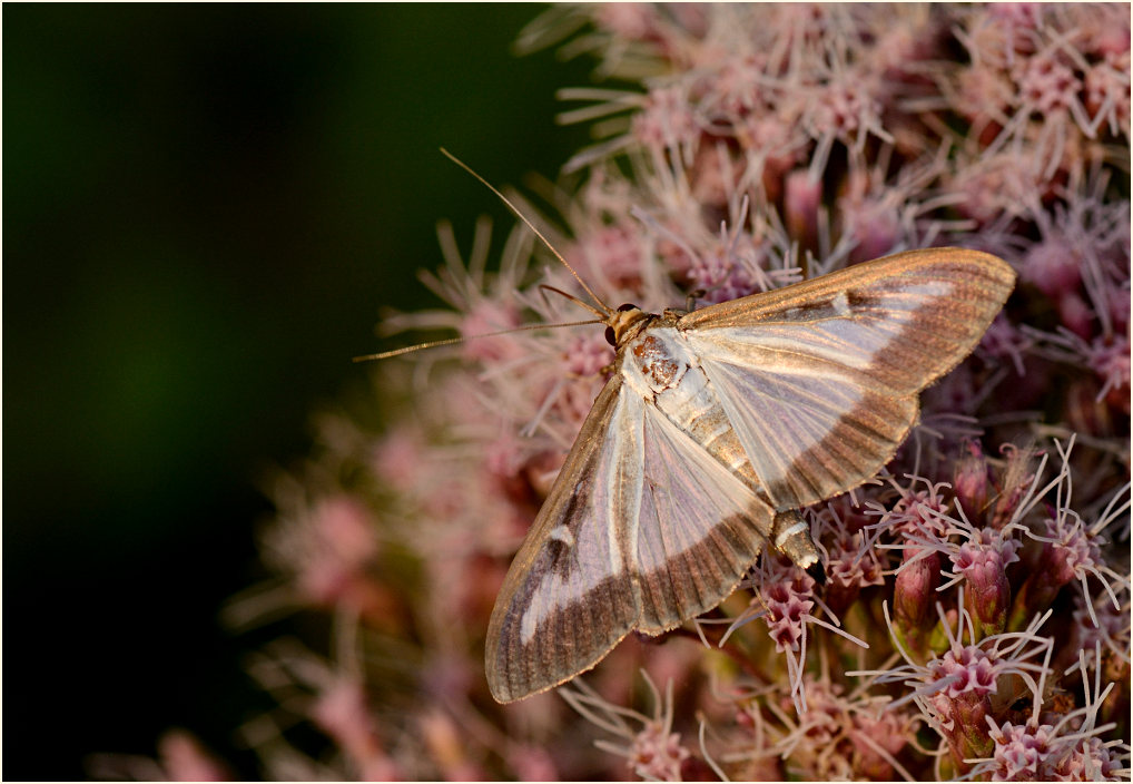 Schmetterling, Buchsbaumzünsler