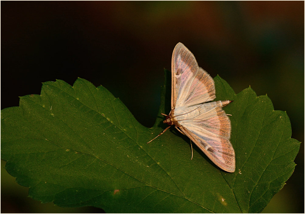 Schmetterling, Buchsbaumzünsler