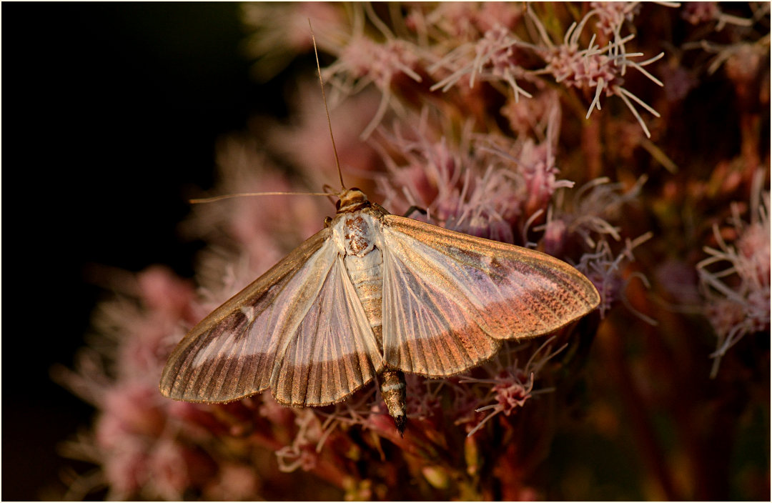 Schmetterling, Buchsbaumzünsler