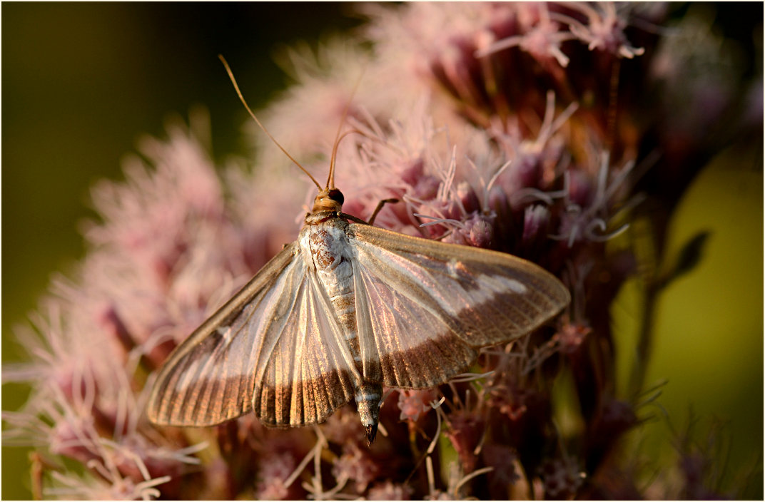 Schmetterling, Buchsbaumzünsler