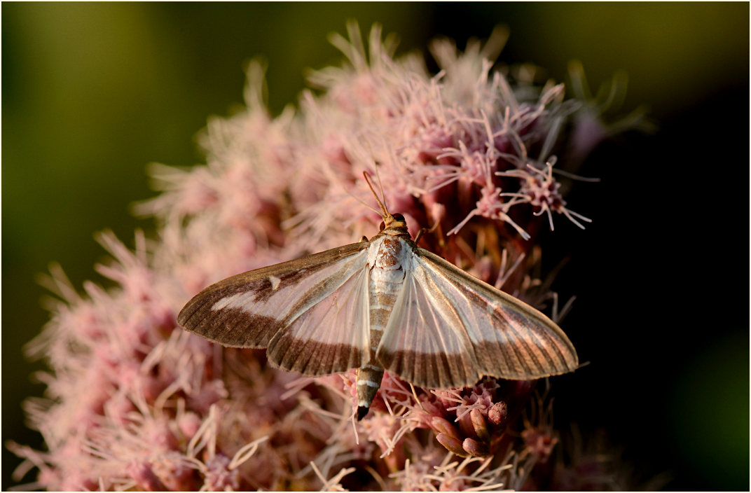 Schmetterling, Buchsbaumzünsler