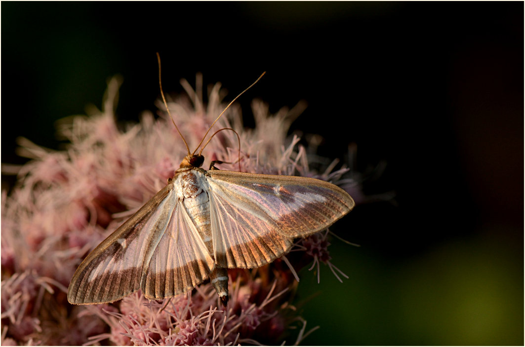 Schmetterling, Buchsbaumzünsler