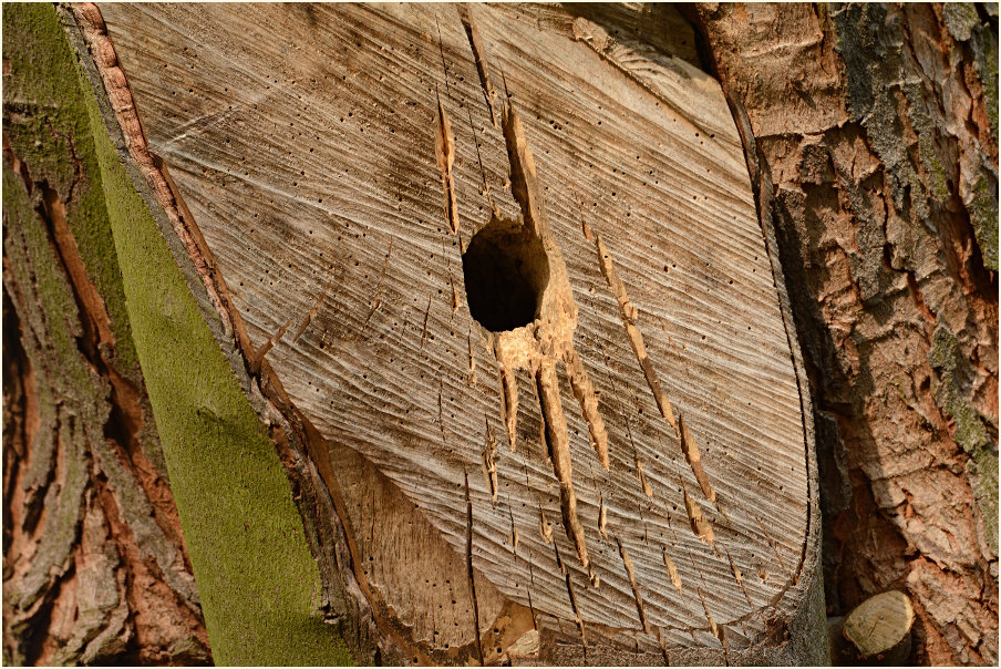 Buntspechthöhle