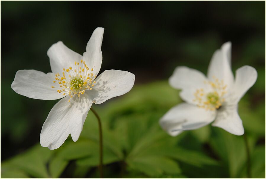 Buschwindröschen, weiss (Anemone nemorosa)