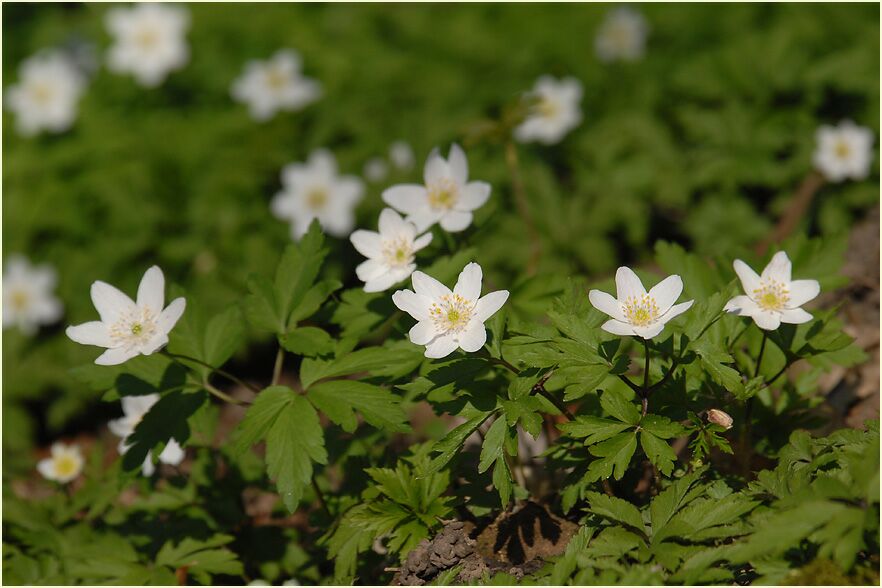 Buschwindröschen, weiss (Anemone nemorosa)