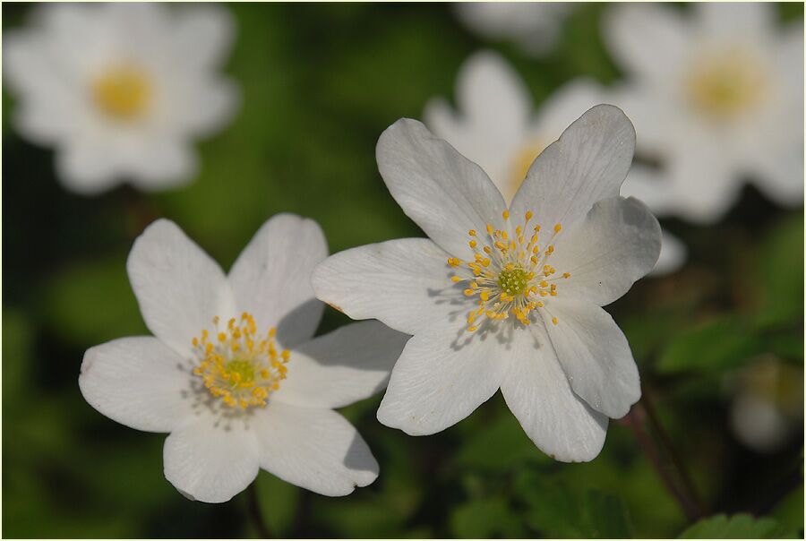 Buschwindröschen, weiss (Anemone nemorosa)