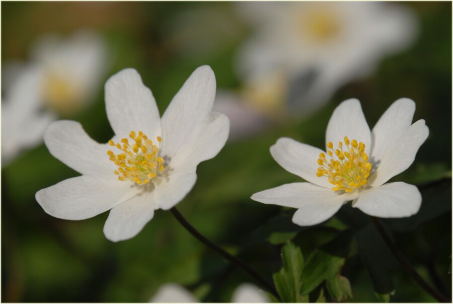 Buschwindröschen, weiss (Anemone nemorosa)