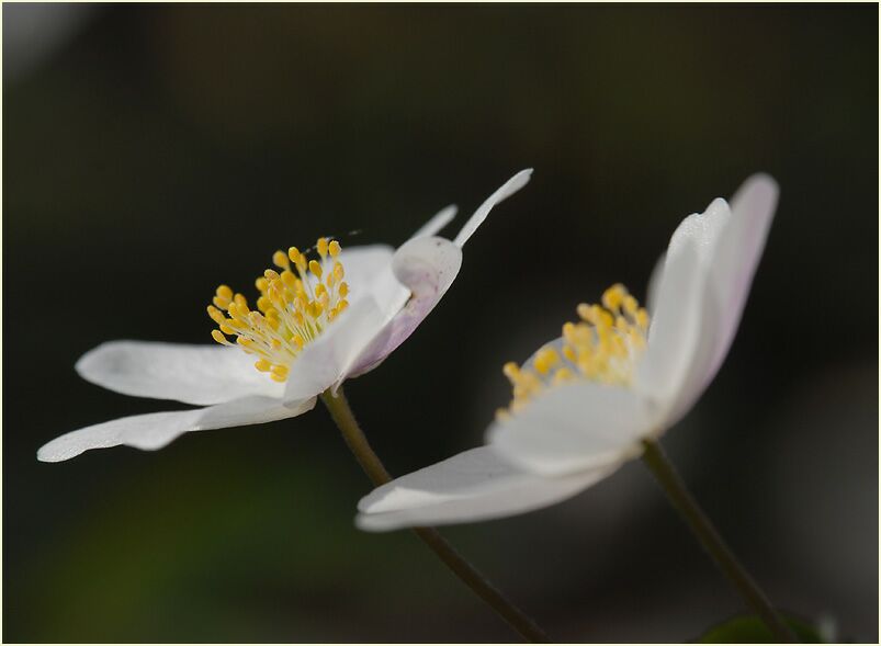 Buschwindröschen, weiss (Anemone nemorosa)