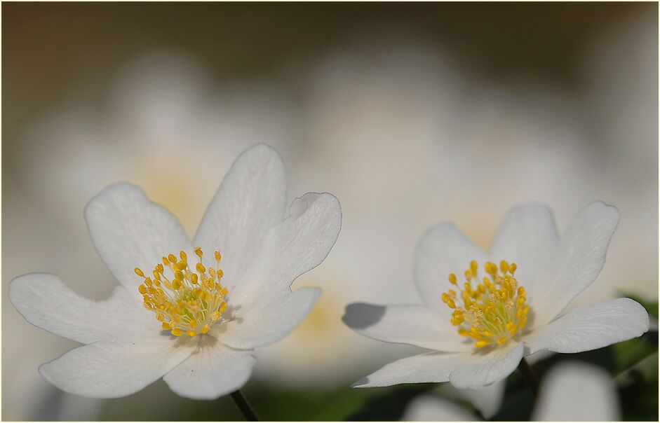 Buschwindröschen, weiss (Anemone nemorosa)