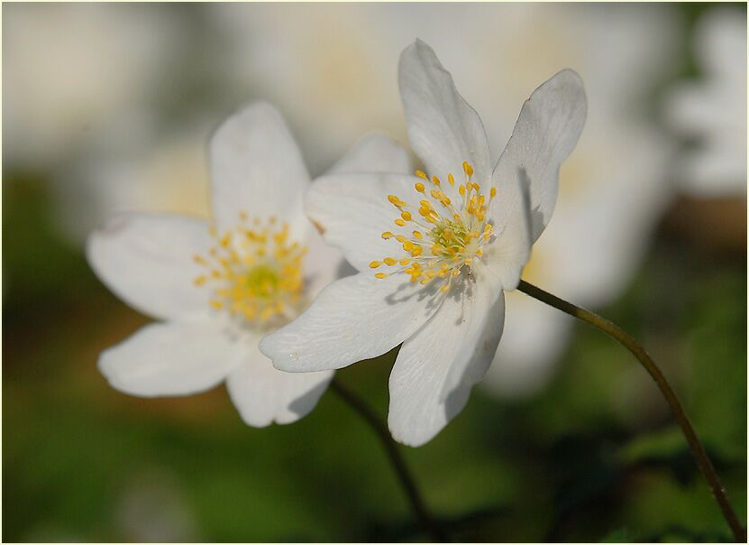 Buschwindröschen, weiss (Anemone nemorosa)