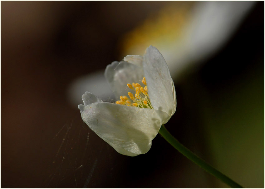 Buschwindröschen, weiss (Anemone nemorosa)