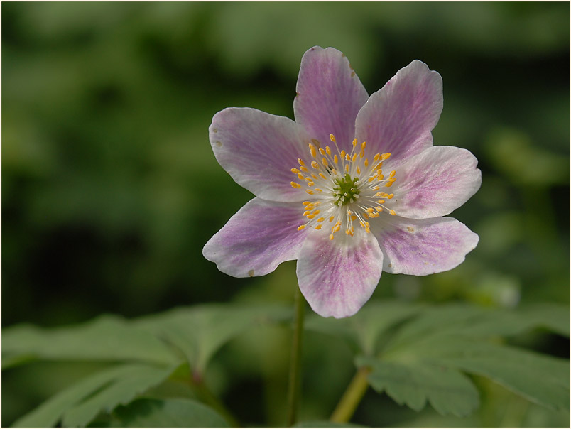 Buschwindröschen, weiss (Anemone nemorosa)