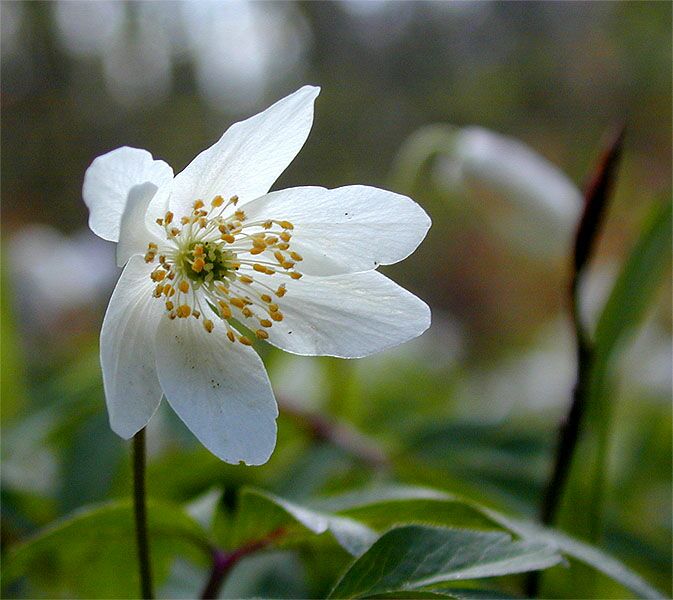 Buschwindröschen, weiss (Anemone nemorosa)