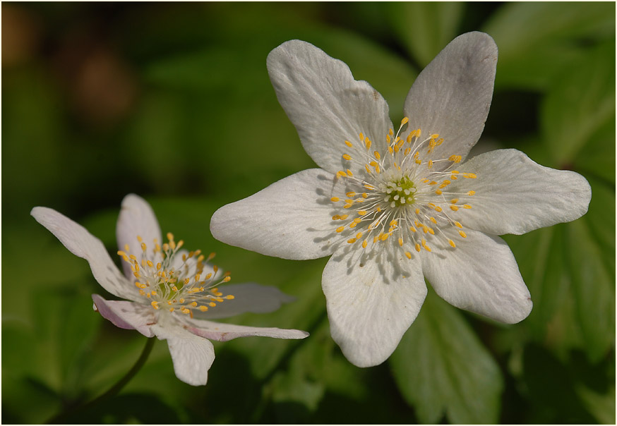 Buschwindröschen, weiss (Anemone nemorosa)