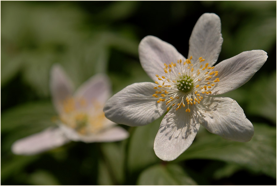 Buschwindröschen, weiss (Anemone nemorosa)