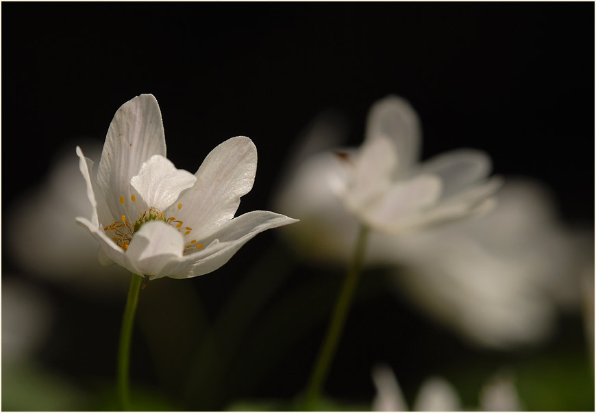 Buschwindröschen, weiss (Anemone nemorosa)