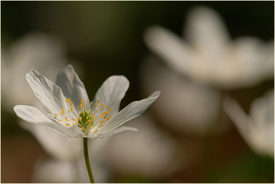 Buschwindröschen, weiss (Anemone nemorosa)