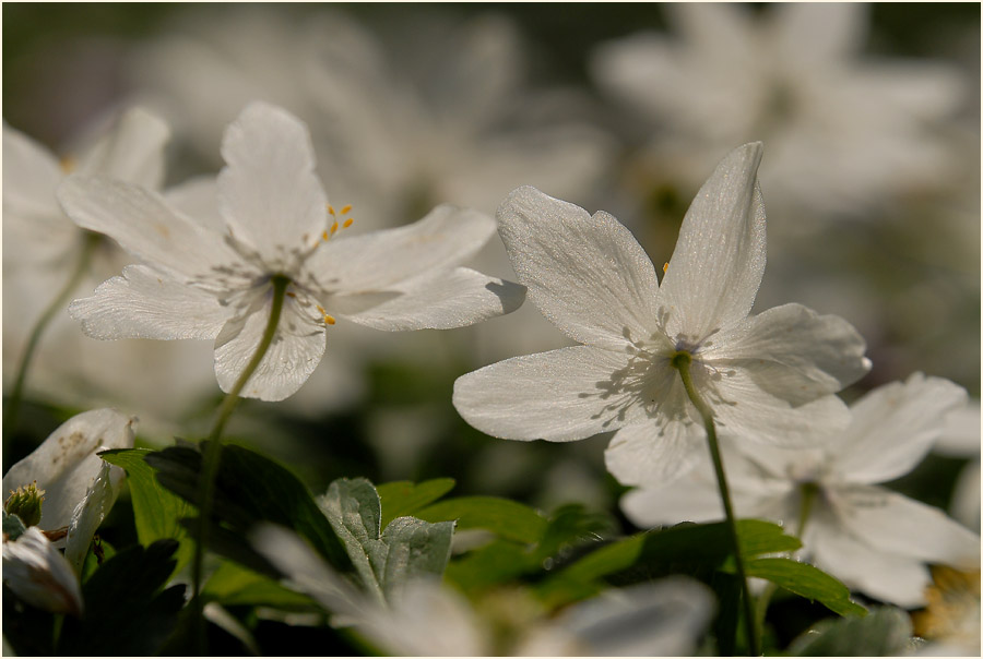 Buschwindröschen, weiss (Anemone nemorosa)