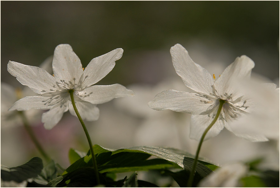 Buschwindröschen, weiss (Anemone nemorosa)