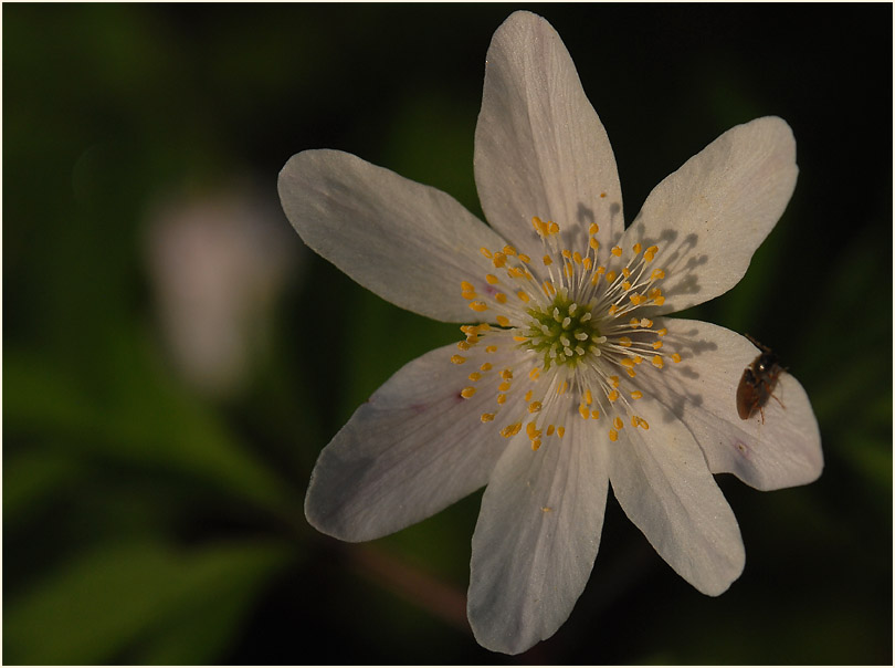 Buschwindröschen, weiss (Anemone nemorosa)