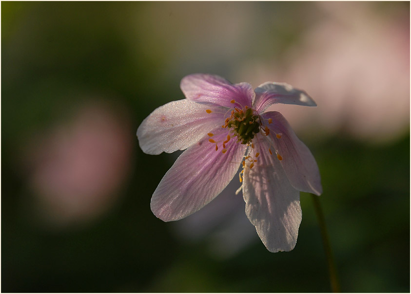 Buschwindröschen, weiss (Anemone nemorosa)