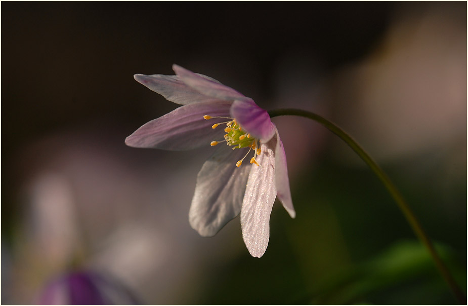 Buschwindröschen, weiss (Anemone nemorosa)