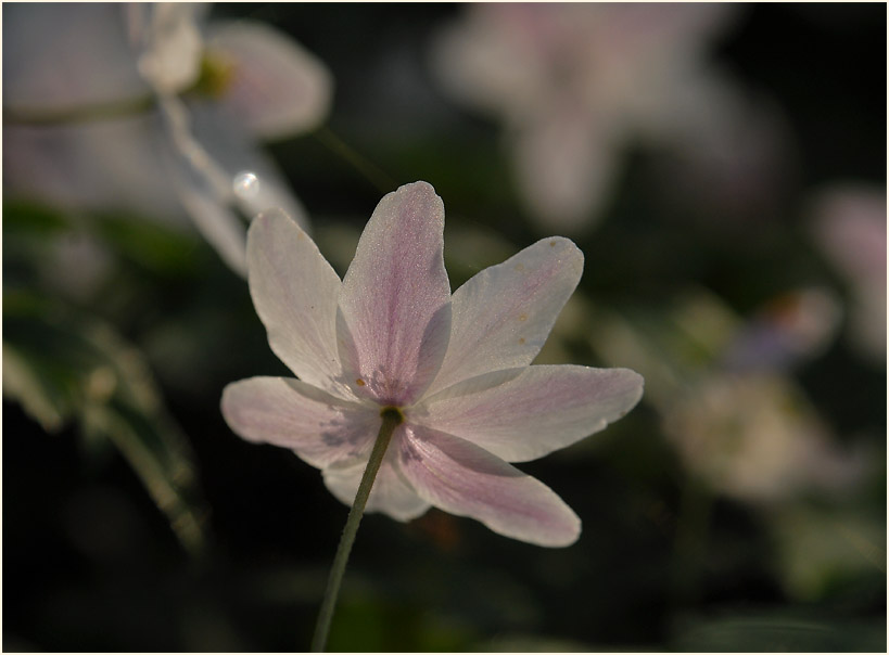 Buschwindröschen, weiss (Anemone nemorosa)