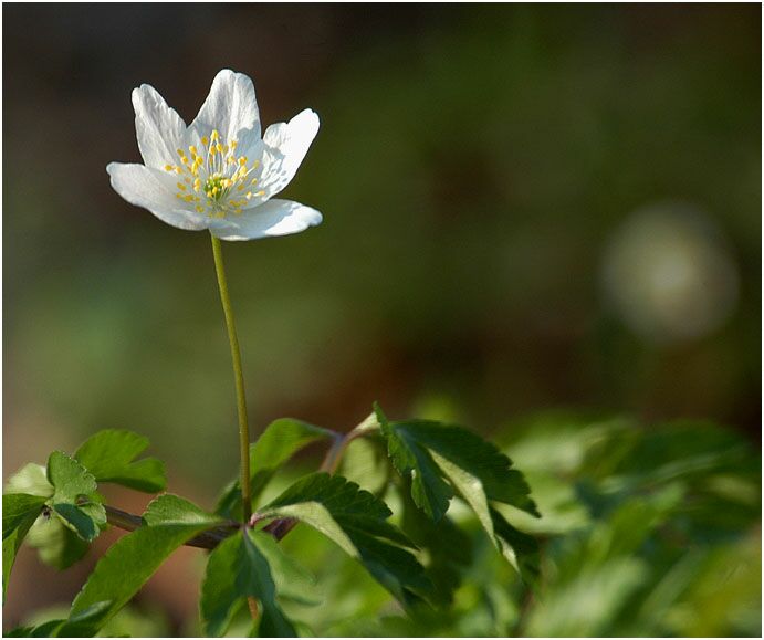 Buschwindröschen, weiss (Anemone nemorosa)