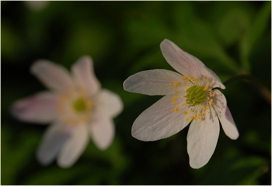 Buschwindröschen, weiss (Anemone nemorosa)