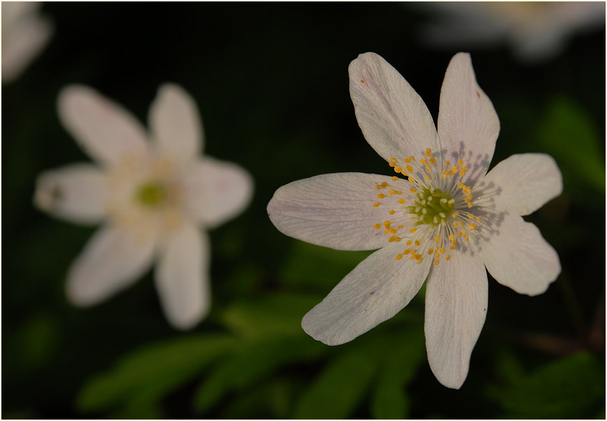 Buschwindröschen, weiss (Anemone nemorosa)