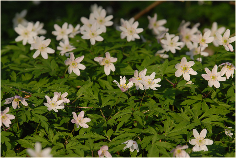 Buschwindröschen, weiss (Anemone nemorosa)