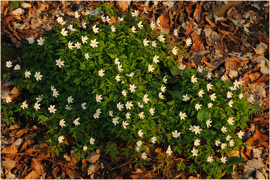 Buschwindröschen, weiss (Anemone nemorosa)