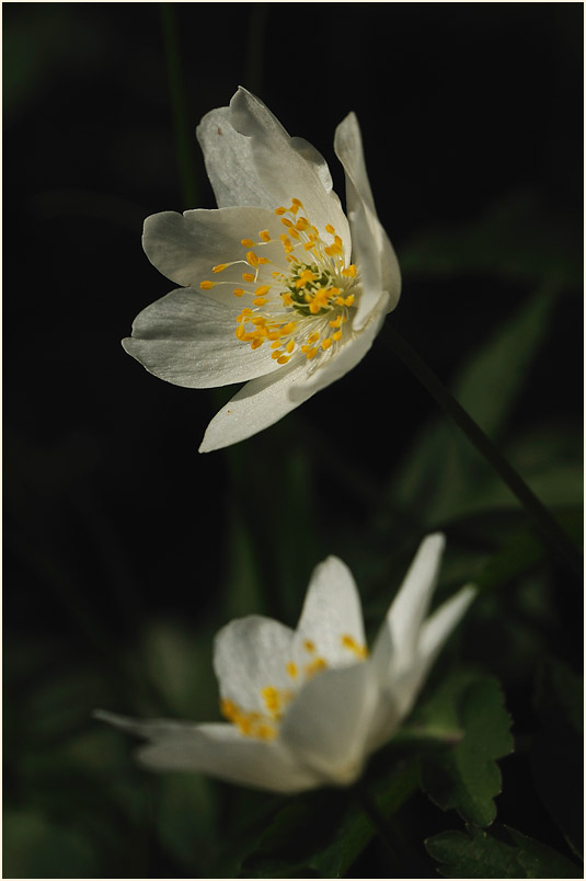 Buschwindröschen, weiss (Anemone nemorosa)