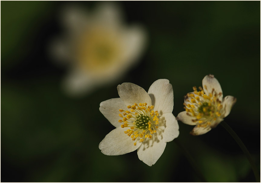 Buschwindröschen, weiss (Anemone nemorosa)