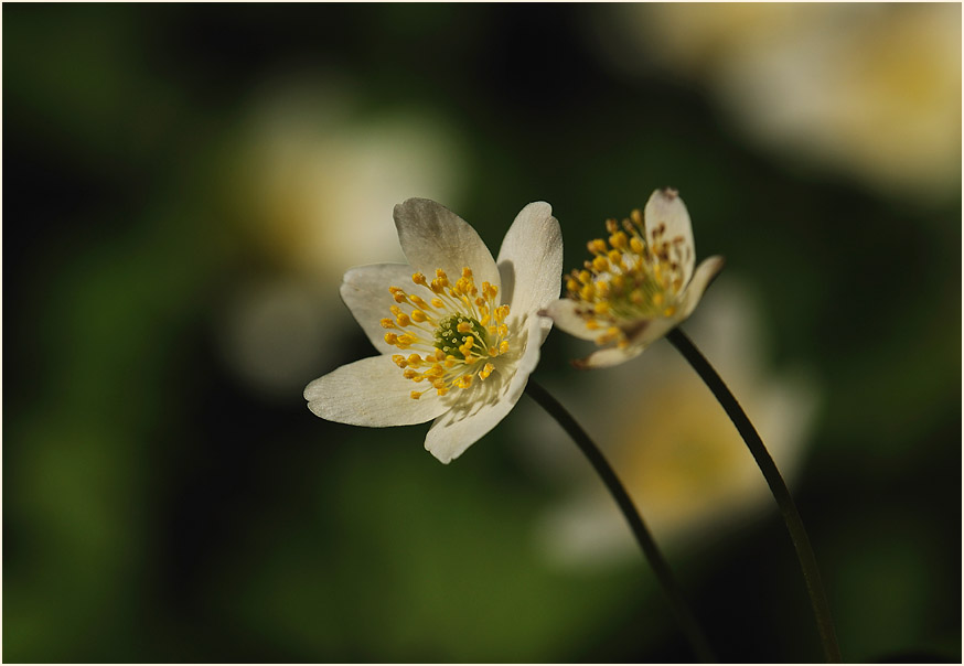 Buschwindröschen, weiss (Anemone nemorosa)