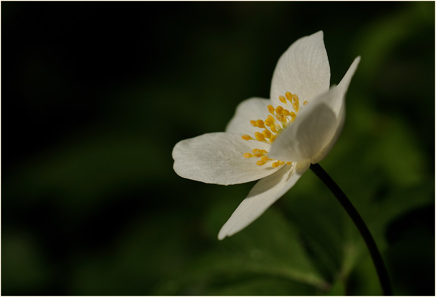 Buschwindröschen, weiss (Anemone nemorosa)