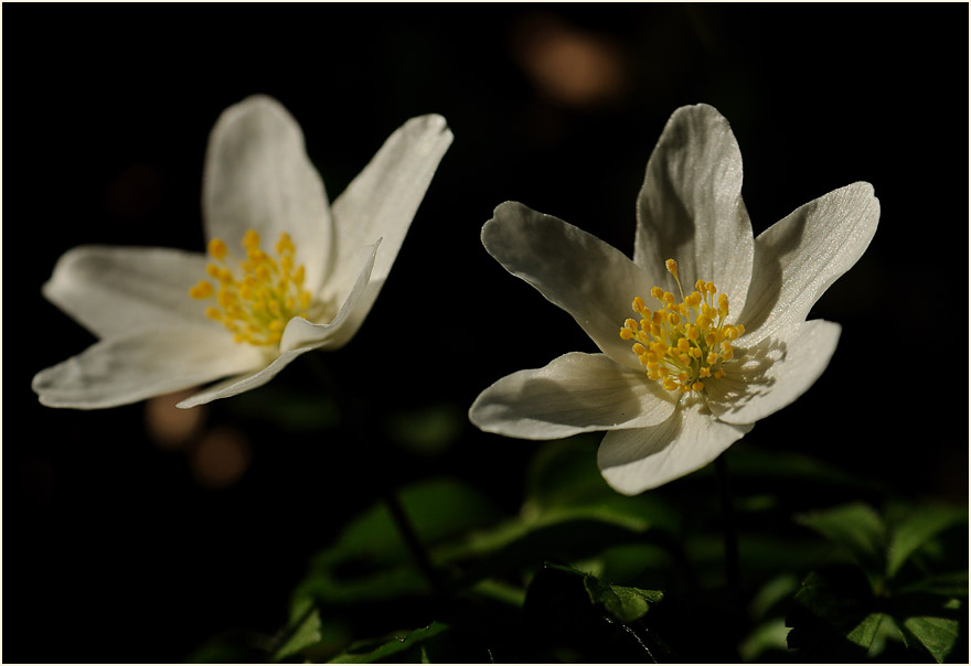 Buschwindröschen, weiss (Anemone nemorosa)