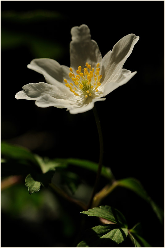 Buschwindröschen, weiss (Anemone nemorosa)