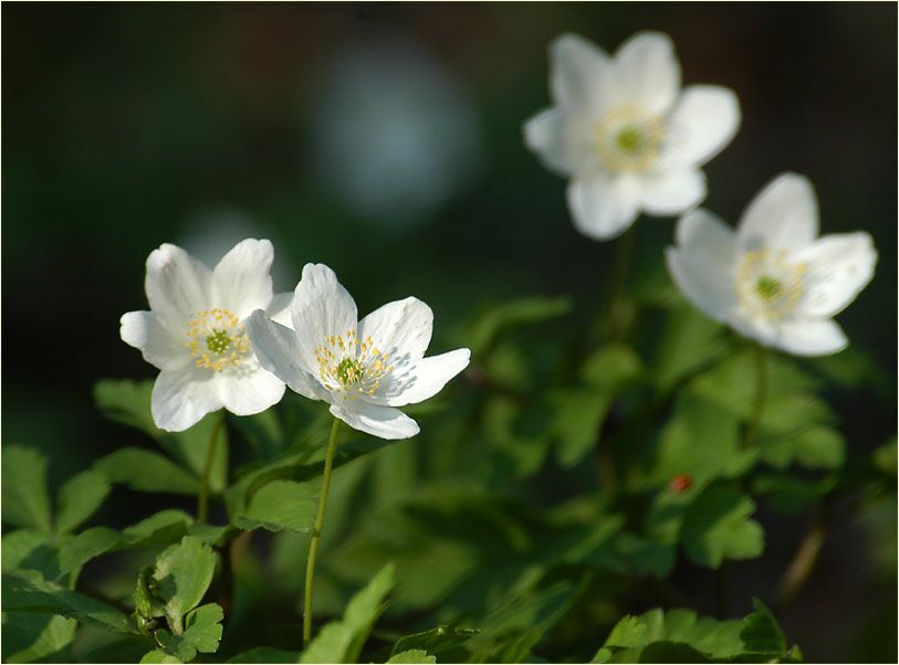 Buschwindröschen, weiss (Anemone nemorosa)