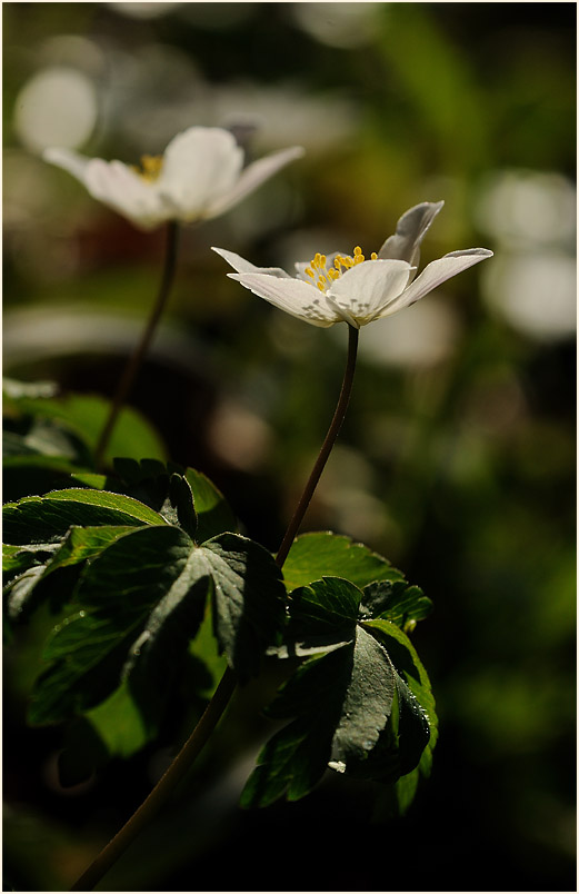 Buschwindröschen, weiss (Anemone nemorosa)