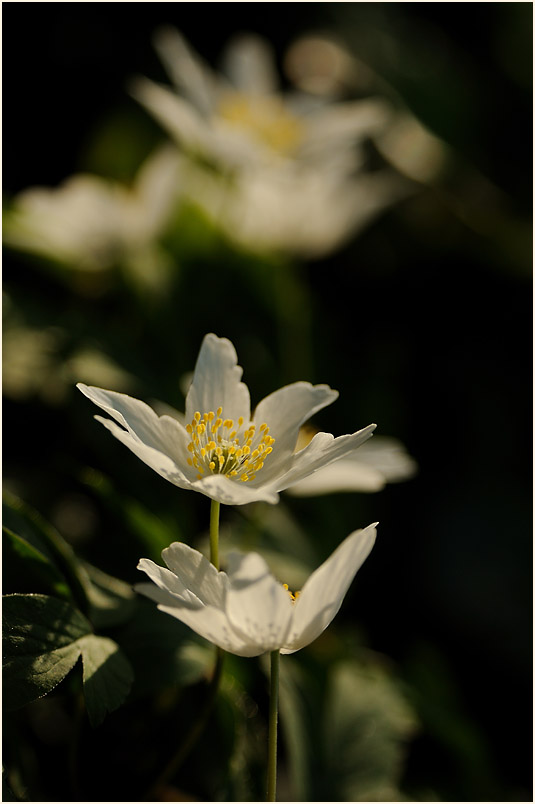 Buschwindröschen, weiss (Anemone nemorosa)