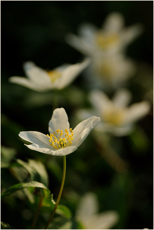 Buschwindröschen, weiss (Anemone nemorosa)