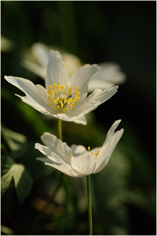 Buschwindröschen, weiss (Anemone nemorosa)