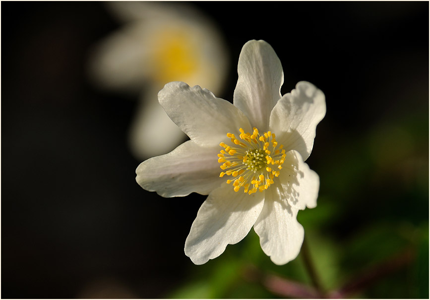 Buschwindröschen, weiss (Anemone nemorosa)