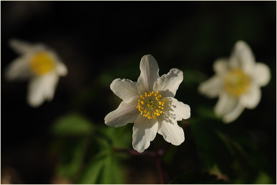 Buschwindröschen, weiss (Anemone nemorosa)