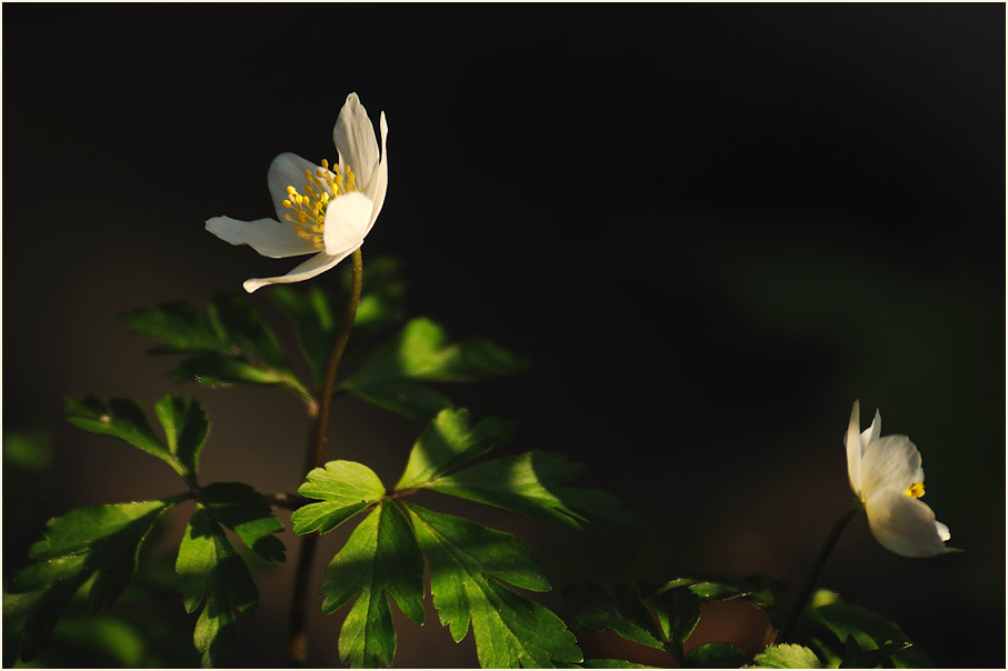 Buschwindröschen, weiss (Anemone nemorosa)