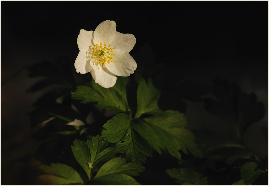 Buschwindröschen, weiss (Anemone nemorosa)