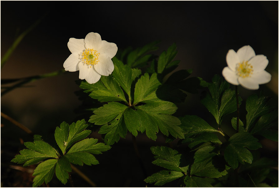 Buschwindröschen, weiss (Anemone nemorosa)